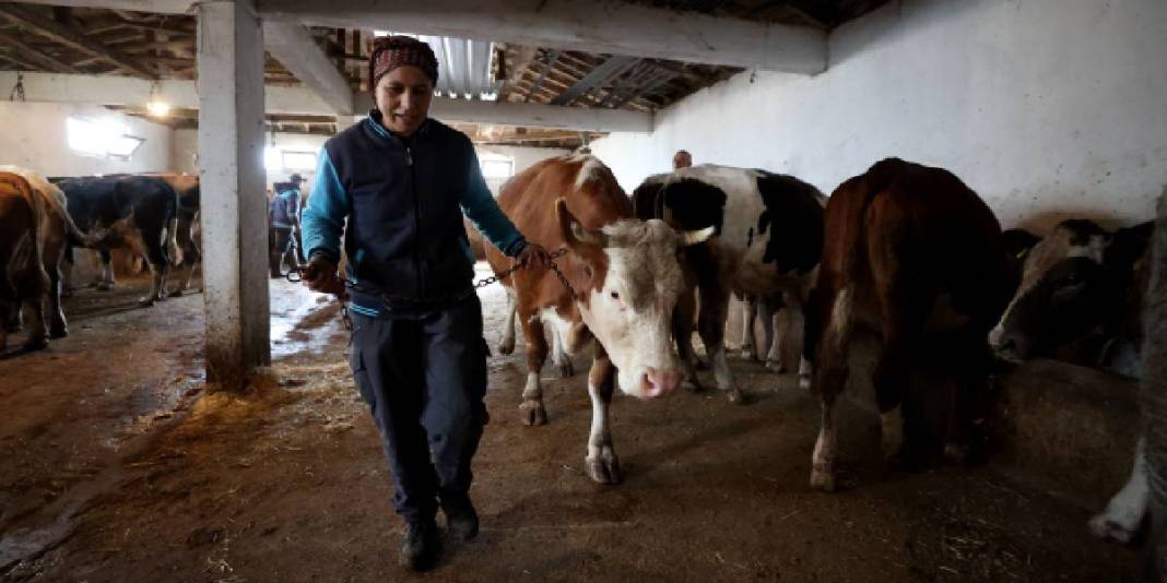 Devlet desteğiyle sürü sahibi oldu! Eşinin köyünden gelen bereket: 35 yaşında hayvan sayısını katladı 4